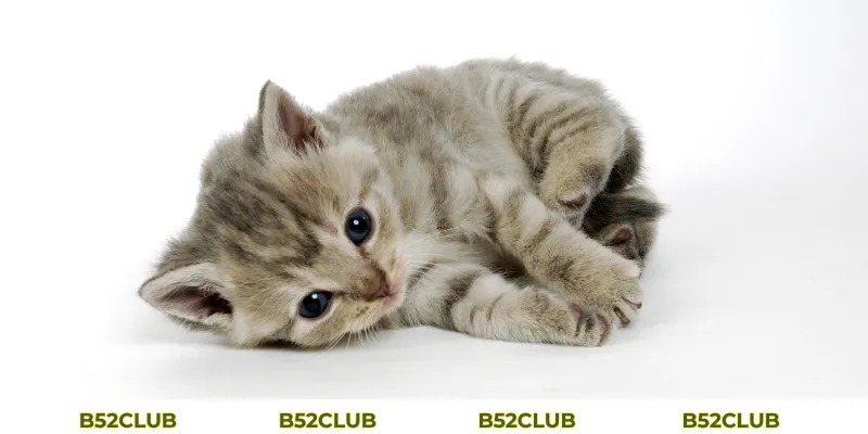 Mơ Thấy Mèo Con Đánh Con Gì