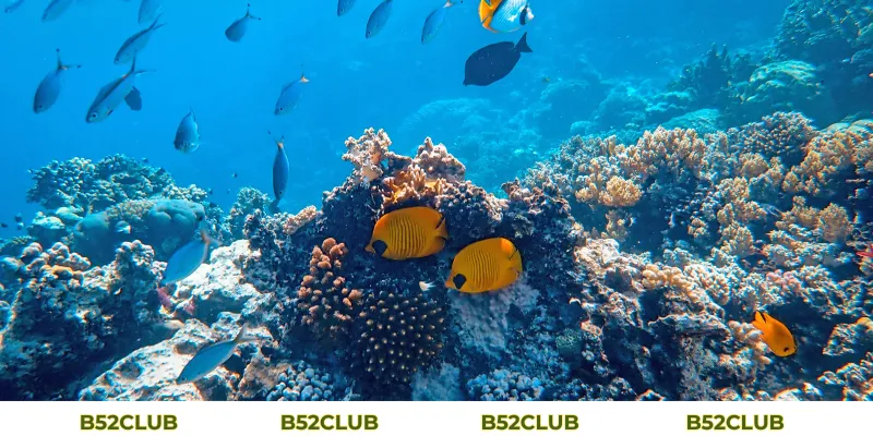 Mơ Thấy Cá Đánh Con Gì