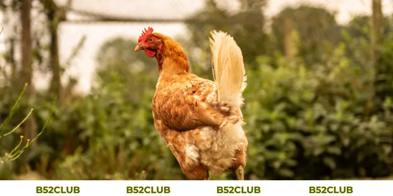 Mơ Thấy Gà Đánh Con Gì