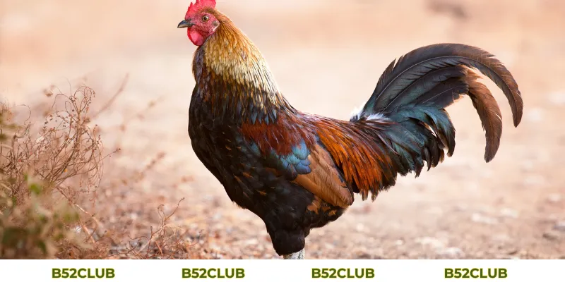 Mơ Thấy Gà Đánh Con Gì