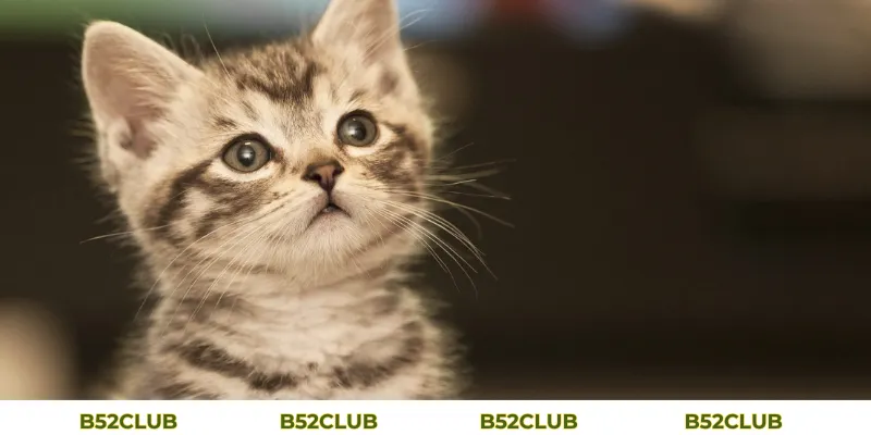 Mơ Thấy Mèo Con Đánh Con Gì