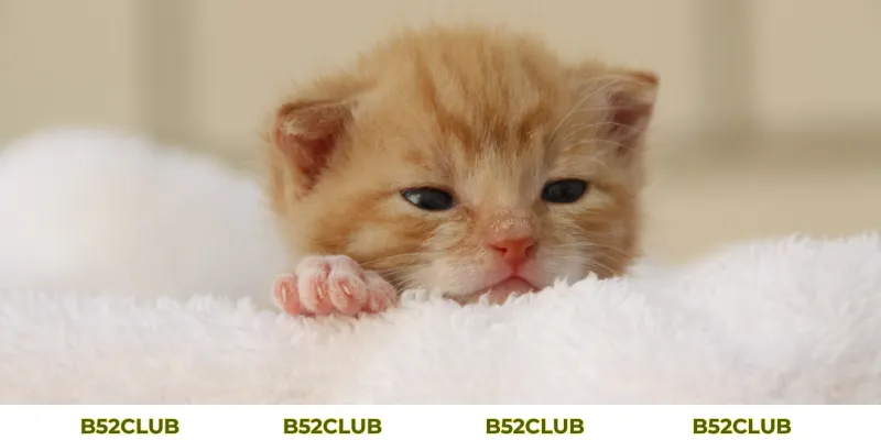 Mơ Thấy Mèo Con Đánh Con Gì