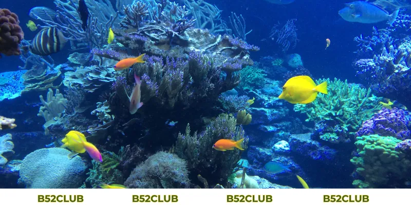 Mơ Thấy Cá Đánh Con Gì