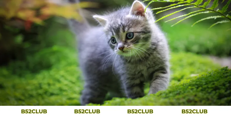 Mơ Thấy Mèo Con Đánh Con Gì