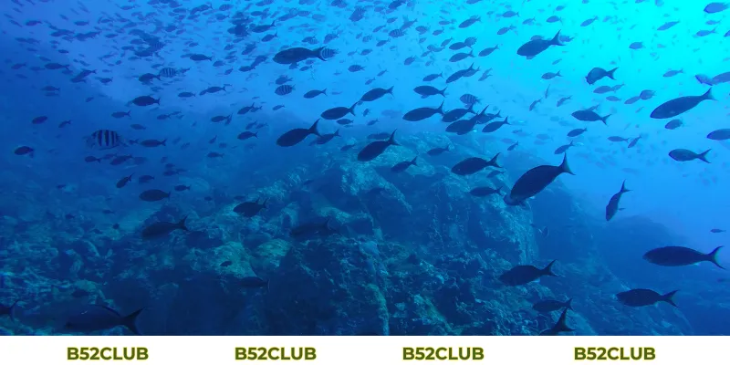 Mơ Thấy Cá Đánh Con Gì