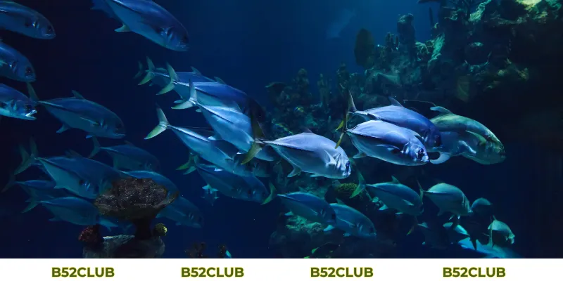 Mơ Thấy Cá Đánh Con Gì