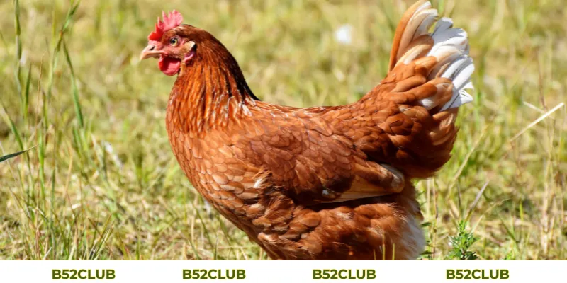 Mơ Thấy Gà Đánh Con Gì